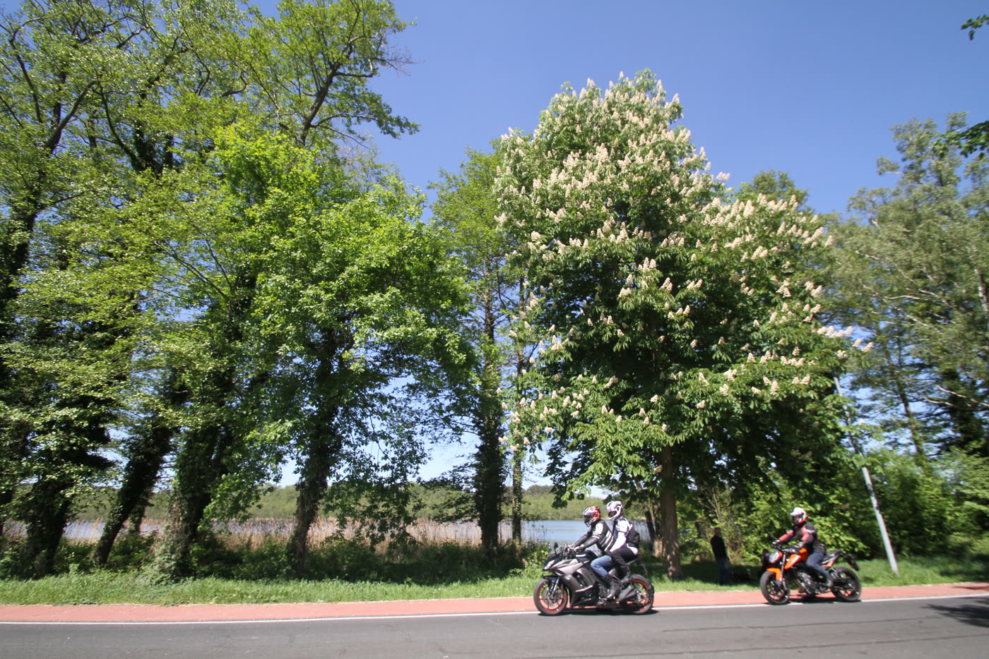 Zwei Motorräder auf einer Allee unter blühenden Kastanien