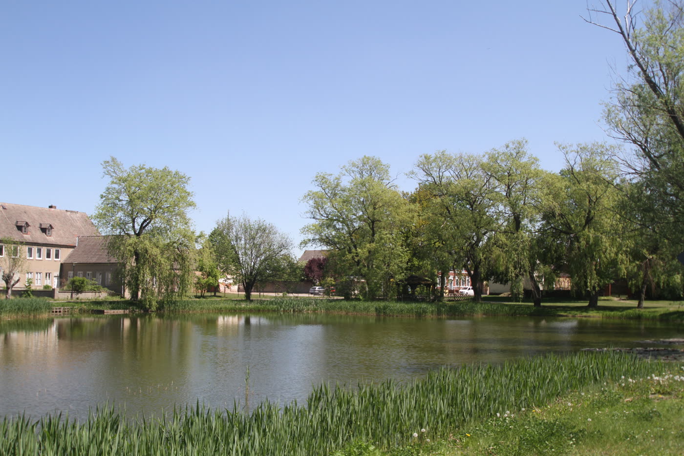 Dorfteich mit Schilfgürtel und alten Bäumen
